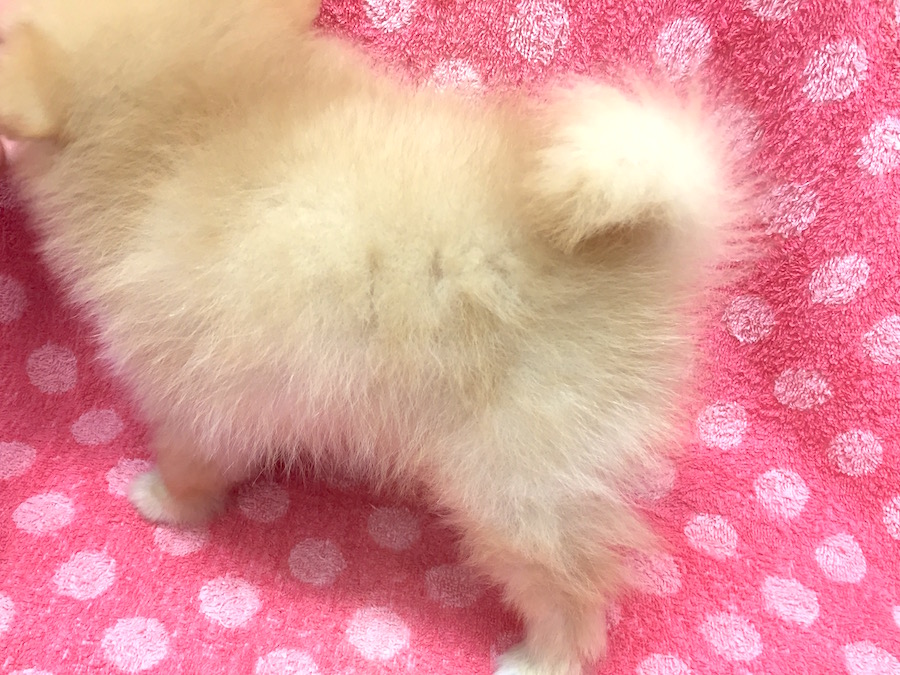 もふもふPointその３　ゴージャスなくるりん尻尾！ ポメラニアン - マルワン下丸子店