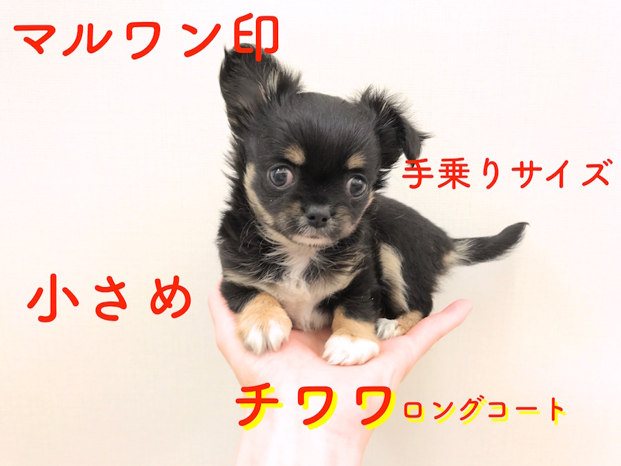 【チワワ・ロングコート】マルワン印の小さめチワワ!やっぱり手のひらサイズでしょ!【鎌ヶ谷店No.117091】