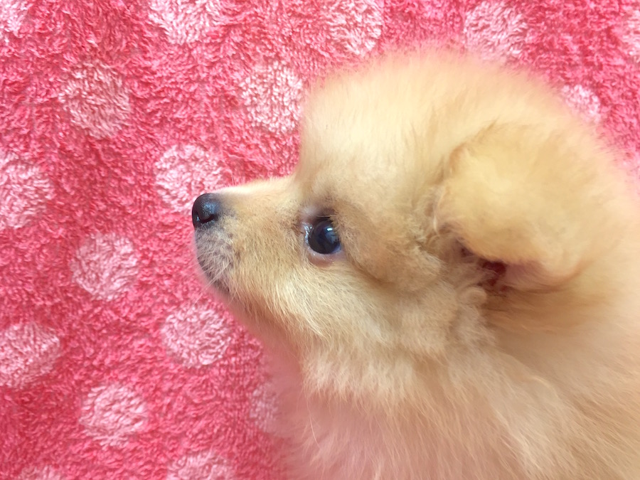 もふもふPointその２ 特徴的なラブリーフェイス！ ポメラニアン - マルワン下丸子店