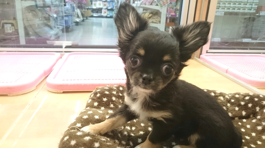 チワワ(ロングコート) - マルワン鎌ヶ谷店