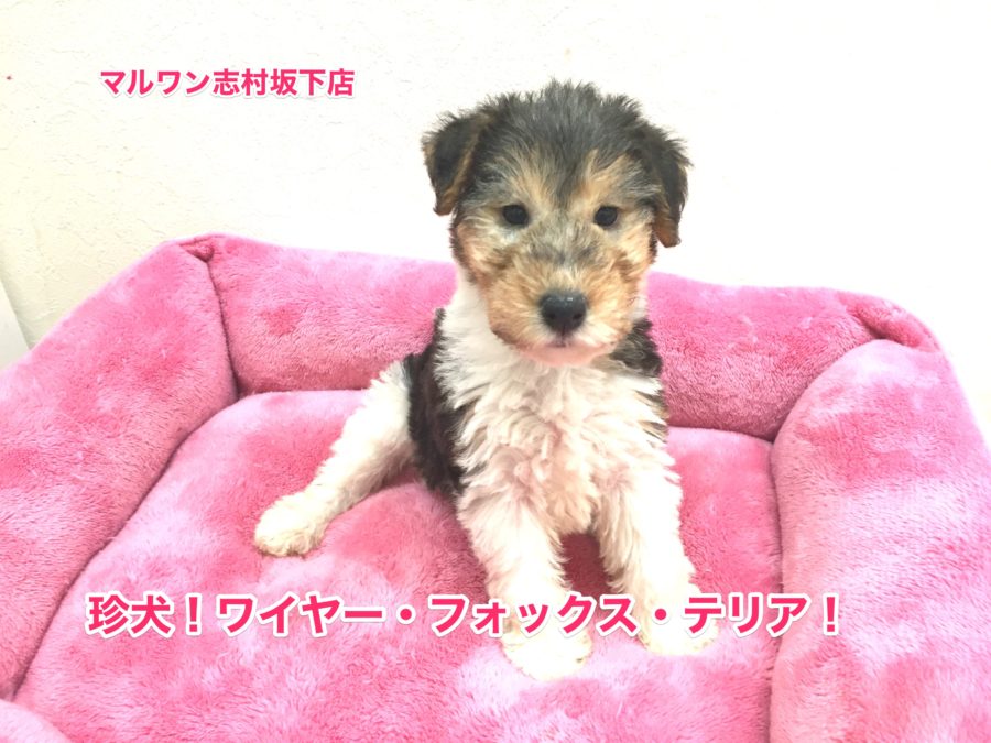 【ワイヤー・フォックス・テリア】ワイワイ楽しい！テリア界の貴公子！！：志村坂下店オススメベイビーNO.914278