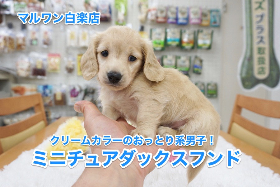 【ミニチュア・ダックスフント】クリームカラーのおっとり系男子がやってきた！：白楽店No.11479