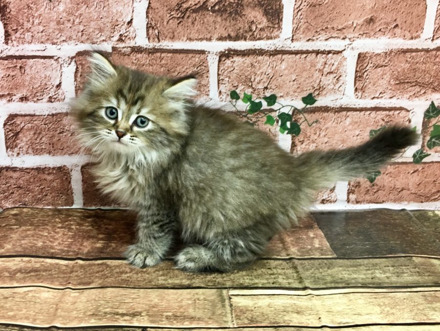 【ラガマフィン】ヘソ天するほどに温厚！初心者必見の人好きな大型猫ちゃまが待望の来店！☆大倉山店No.6130551