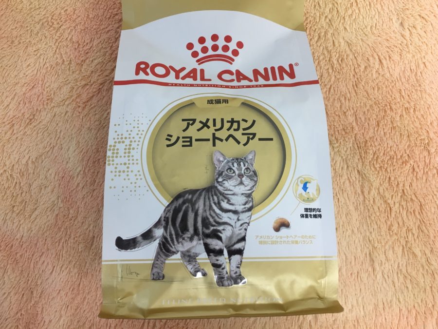 アメリカンショートヘア - マルワン大倉山店