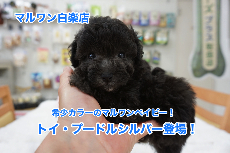 【トイ・プードルシルバー】マルワンベイビーついにデビュー！銀色ロックなブリティーフェイス！：白楽店No11478