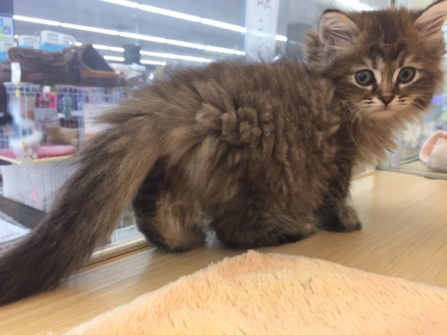 豊富なカラーバリエーション ラガマフィン - マルワン大倉山店