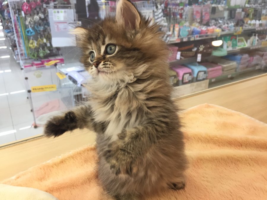 初めての方におすすめ！ ラガマフィン - マルワン大倉山店