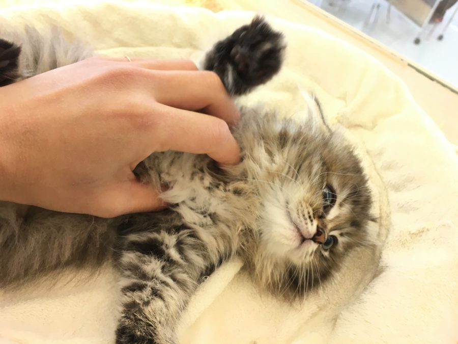 ひっくり返してもご覧の通り ラガマフィン - マルワン大倉山店