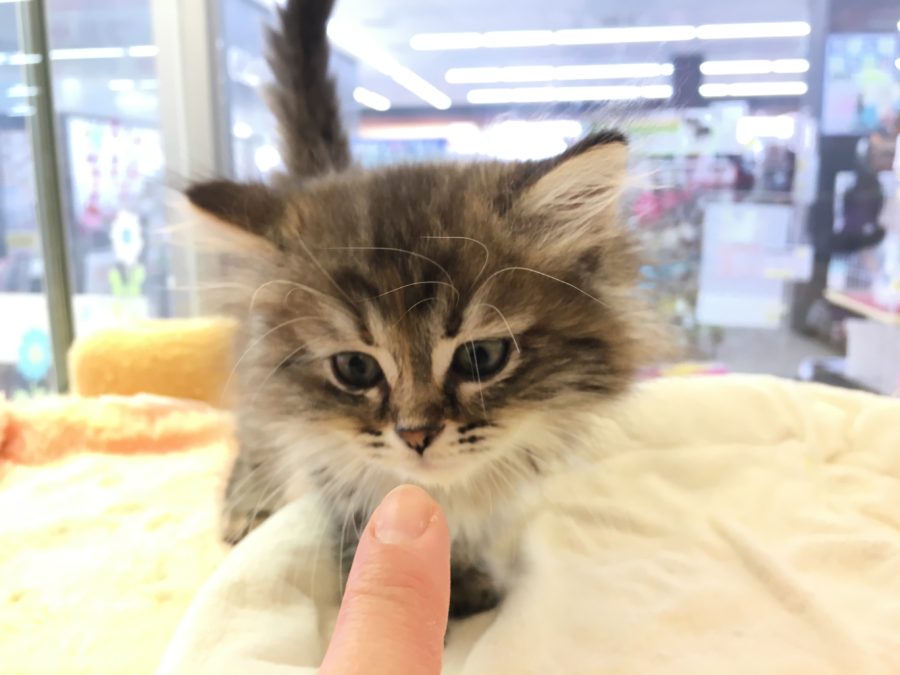 においを嗅ぐ習性 ラガマフィン - マルワン大倉山店