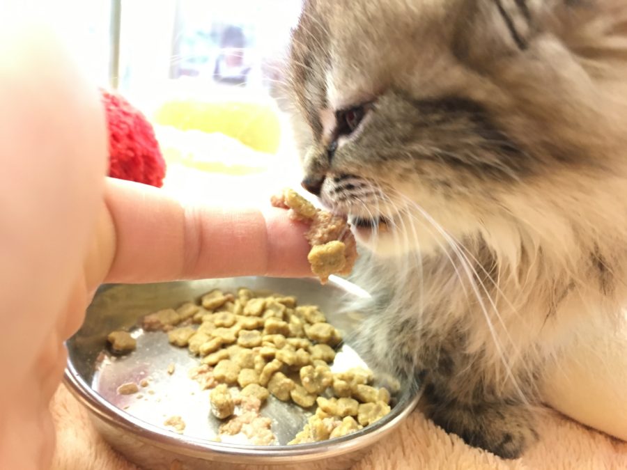 お食事コミニケーション ラガマフィン - マルワン大倉山店