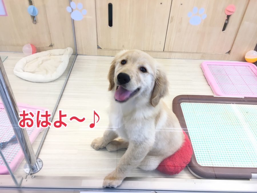 AM9:00 ゴールデンレトリバーの一日 - マルワン大倉山店