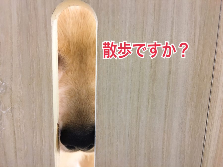 AM11:00 ゴールデンレトリバーの一日 - マルワン大倉山店