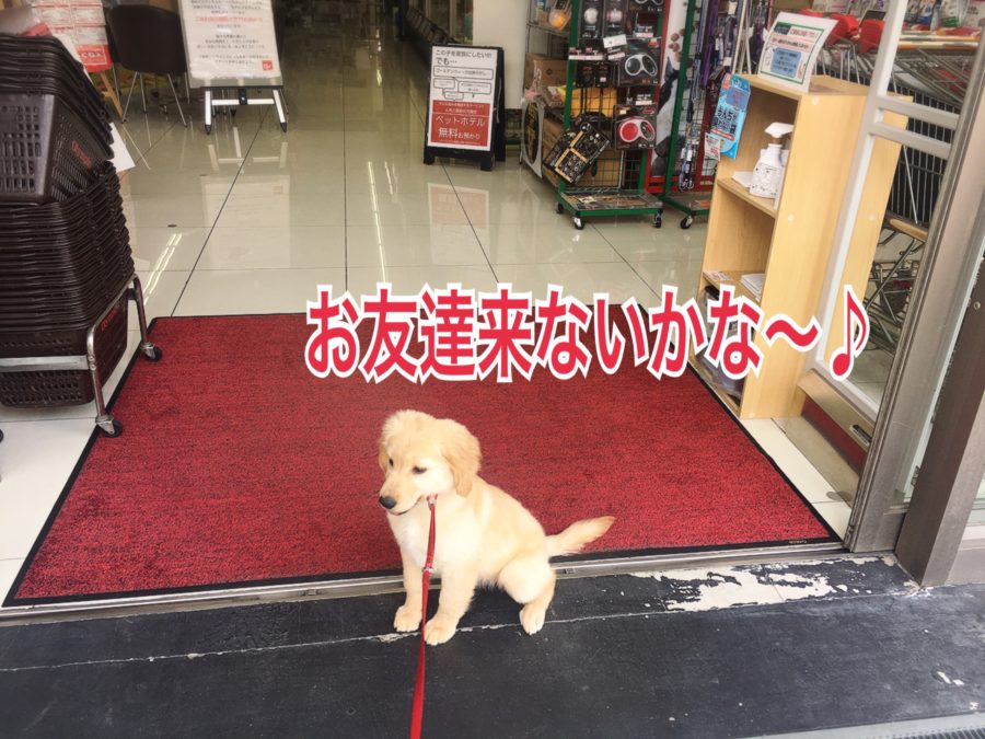 お散歩デビュー ゴールデンレトリバーの一日 - マルワン大倉山店