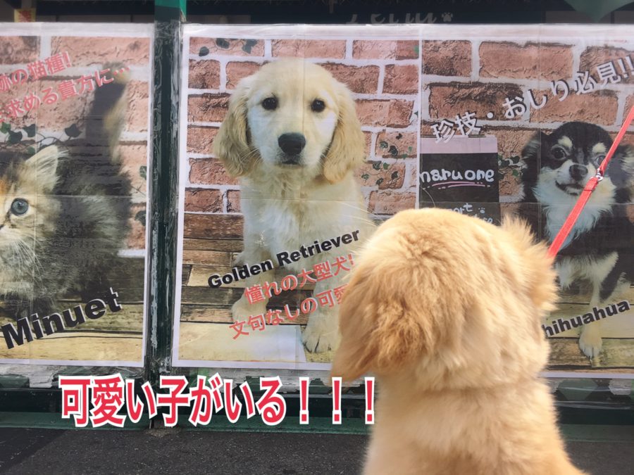 可愛い子を発見 ゴールデンレトリバーの一日 - マルワン大倉山店