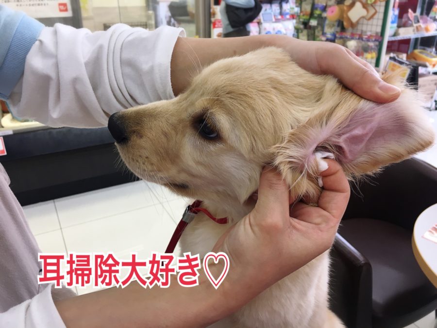 PM15:00 ゴールデンレトリバーの一日 - マルワン大倉山店