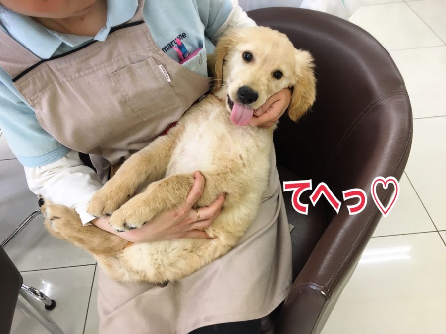 可愛いキメ顔 ゴールデンレトリバーの一日 - マルワン大倉山店