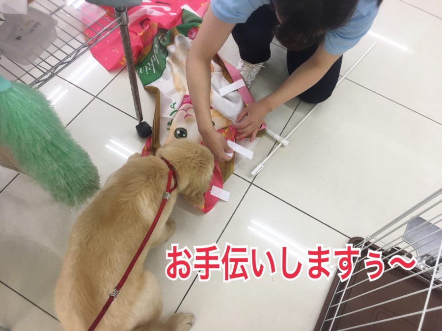 お仕事のお手伝い? ゴールデンレトリバーの一日 - マルワン大倉山店