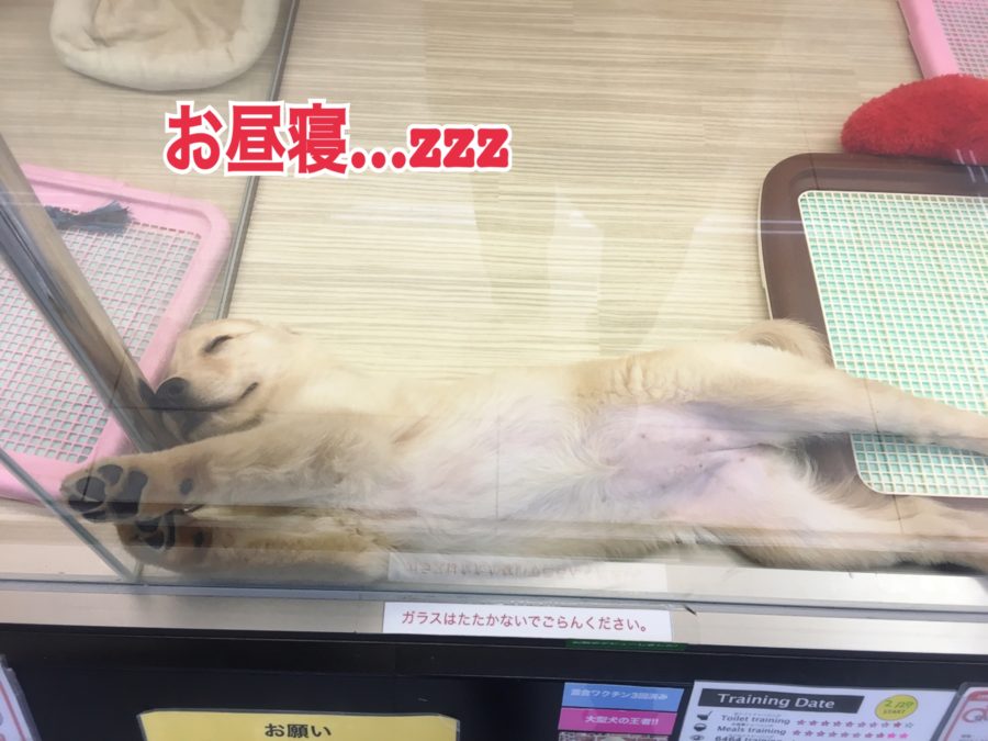 PM12:00 ゴールデンレトリバーの一日 - マルワン大倉山店