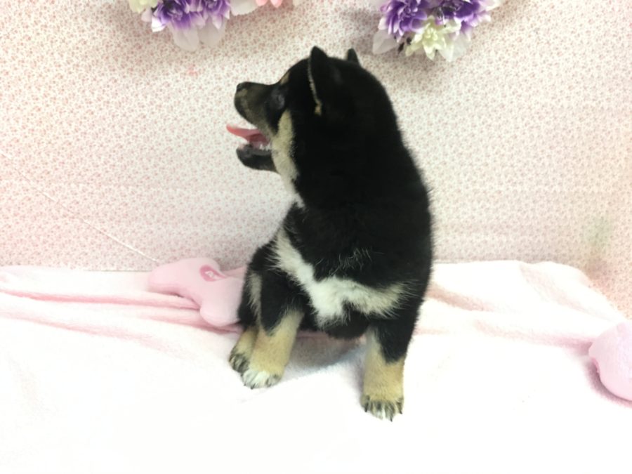 黒柴 柴犬 - マルワン大倉山店