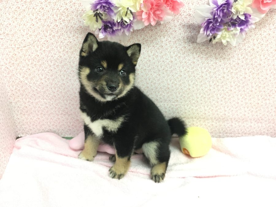 黒柴 柴犬 - マルワン大倉山店