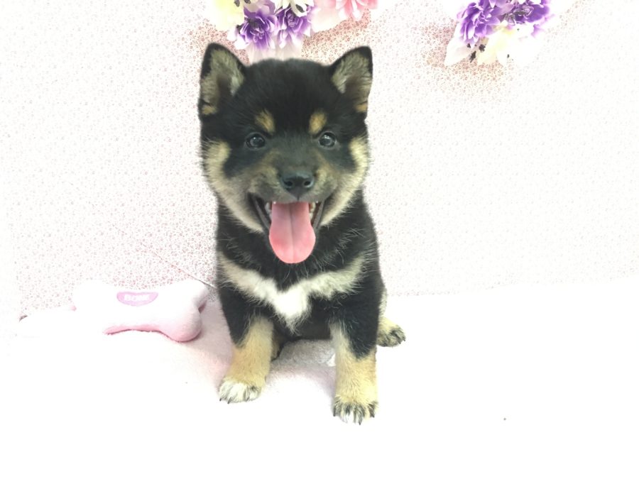黒柴 柴犬 - マルワン大倉山店