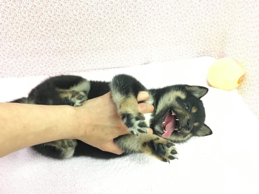 黒柴 柴犬 - マルワン大倉山店