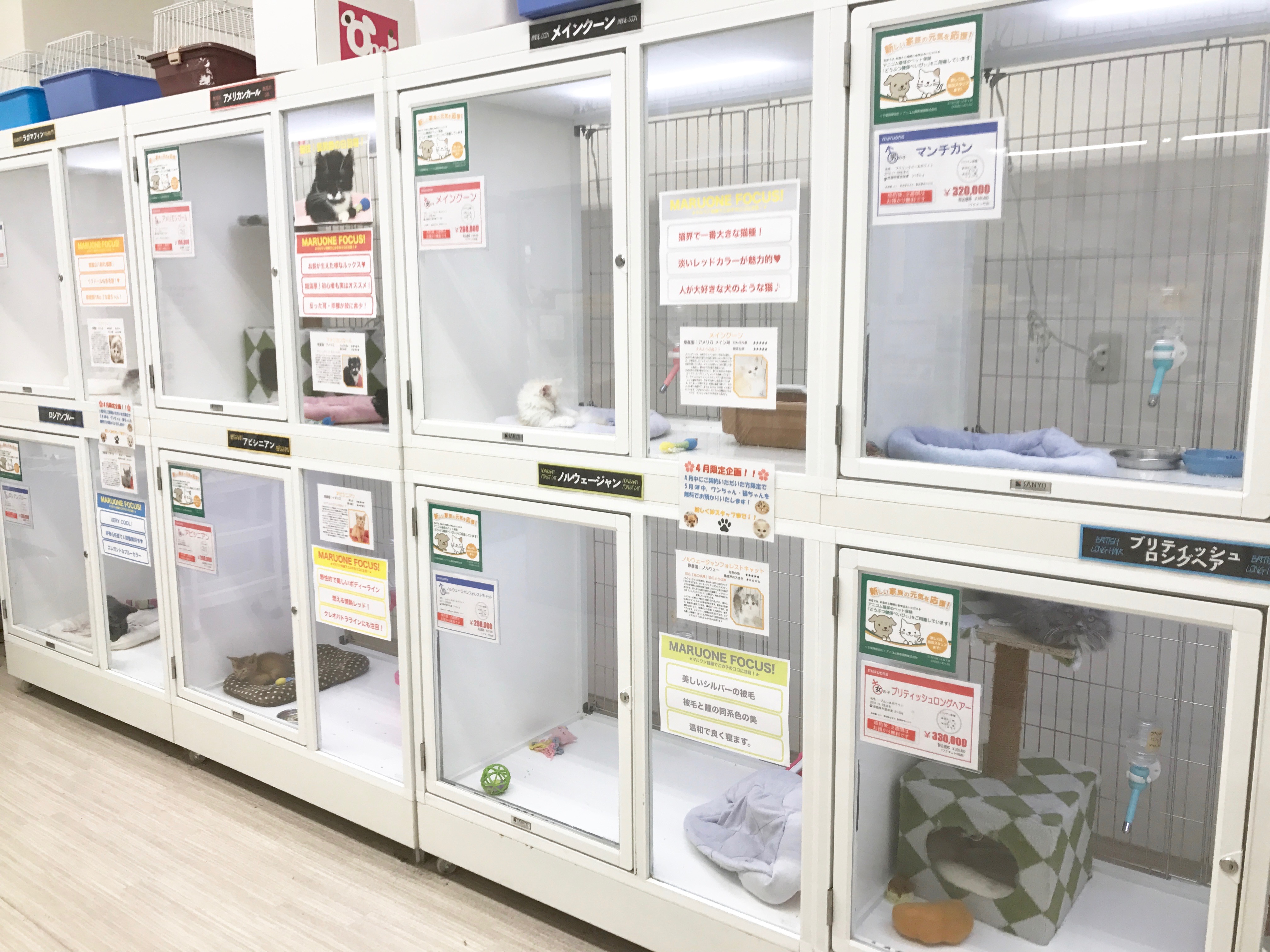 メインクーン - マルワン東日暮里店