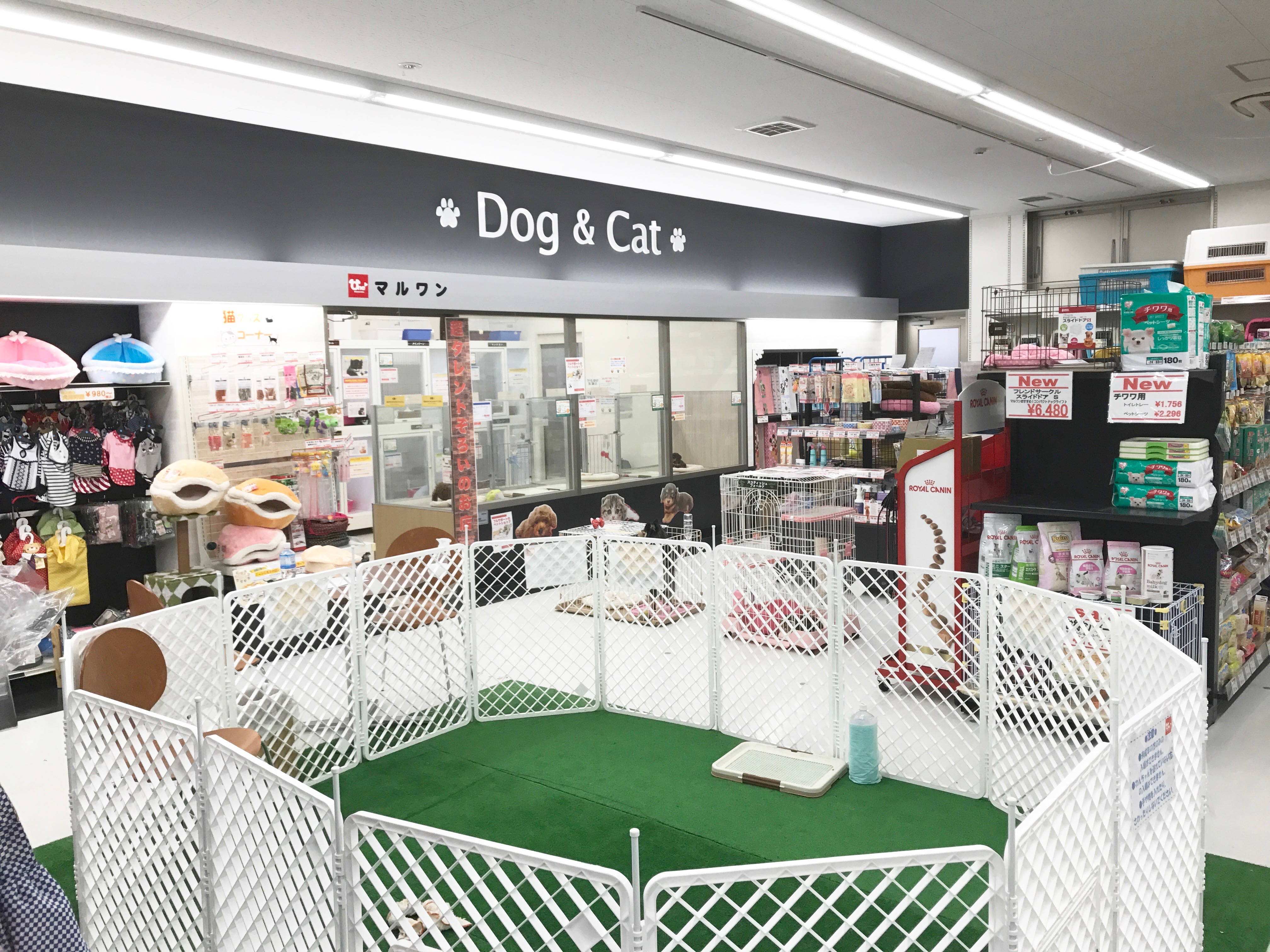 メインクーン - マルワン東日暮里店