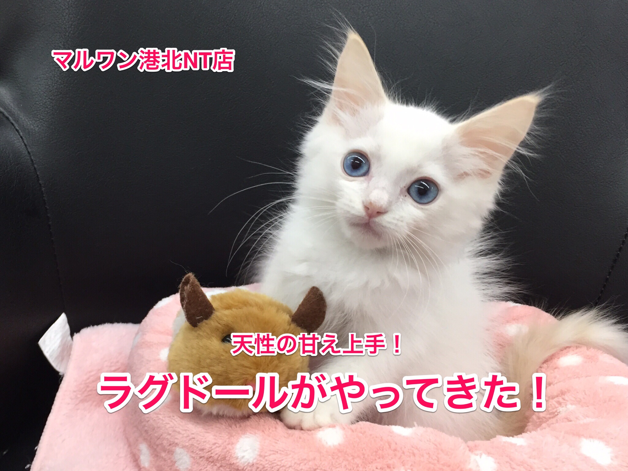 【ラグドール】天才的に甘え上手なニャンコがやってきた♥：港北NT店No.311697