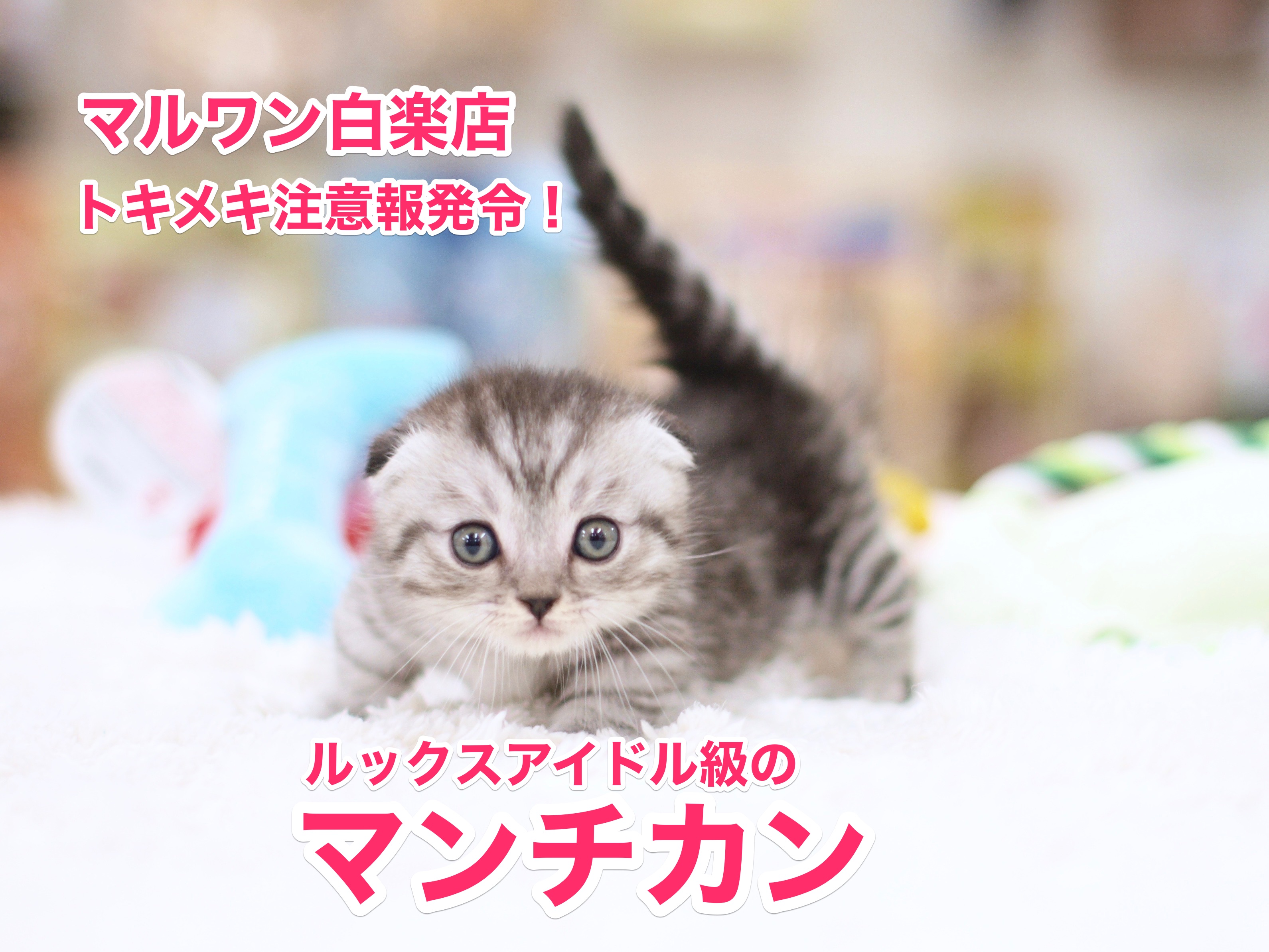 【マンチカン】トキメキ注意報発令！国民的アイドルがやってきた！：白楽店No11476