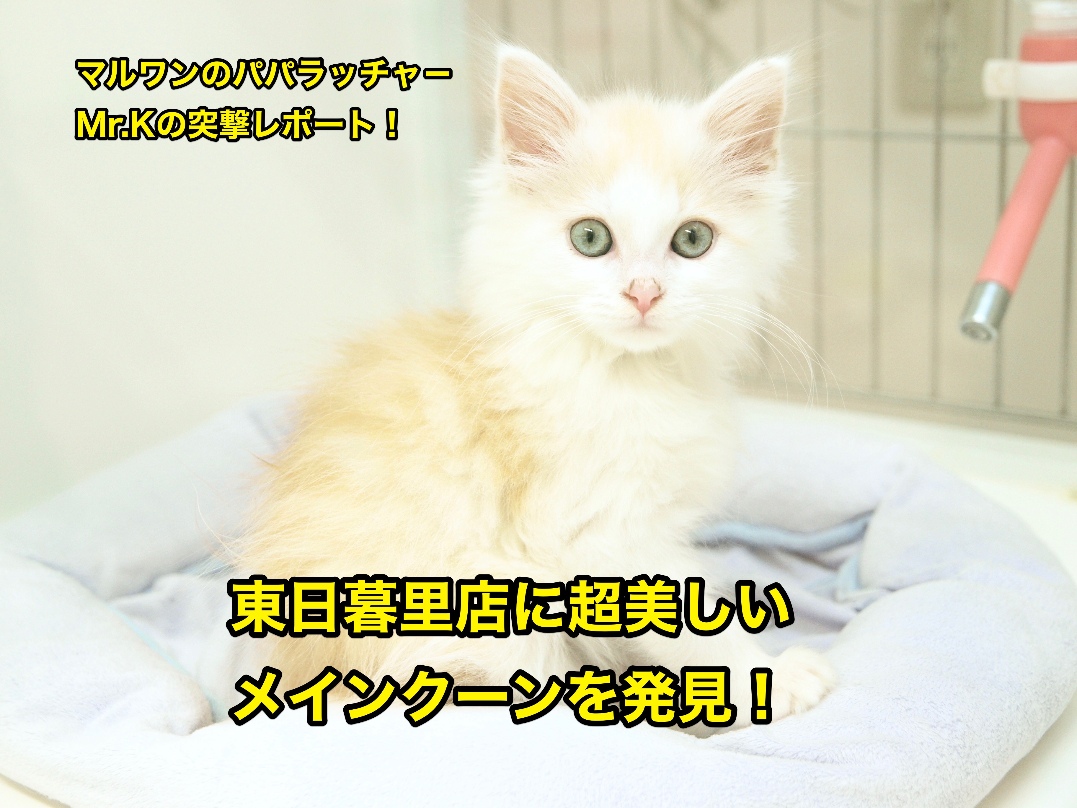 【メインクーン】Mr.Kの出張レポート！東日暮里に超美しいメインクーンを発見！：東日暮里店No. 014158
