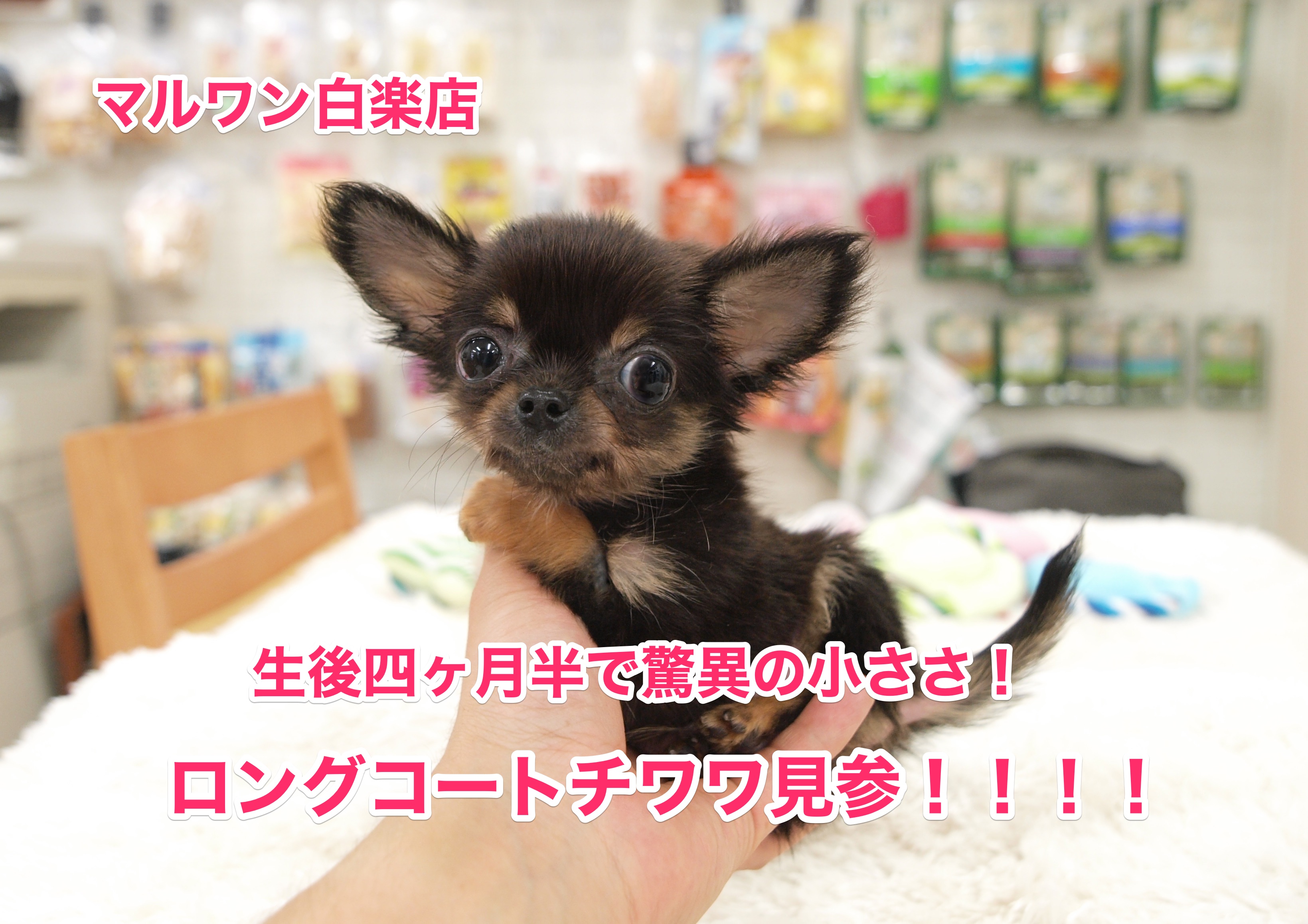 【極小チワワ】生後四ヶ月半で驚異の584g!：白楽店No11477