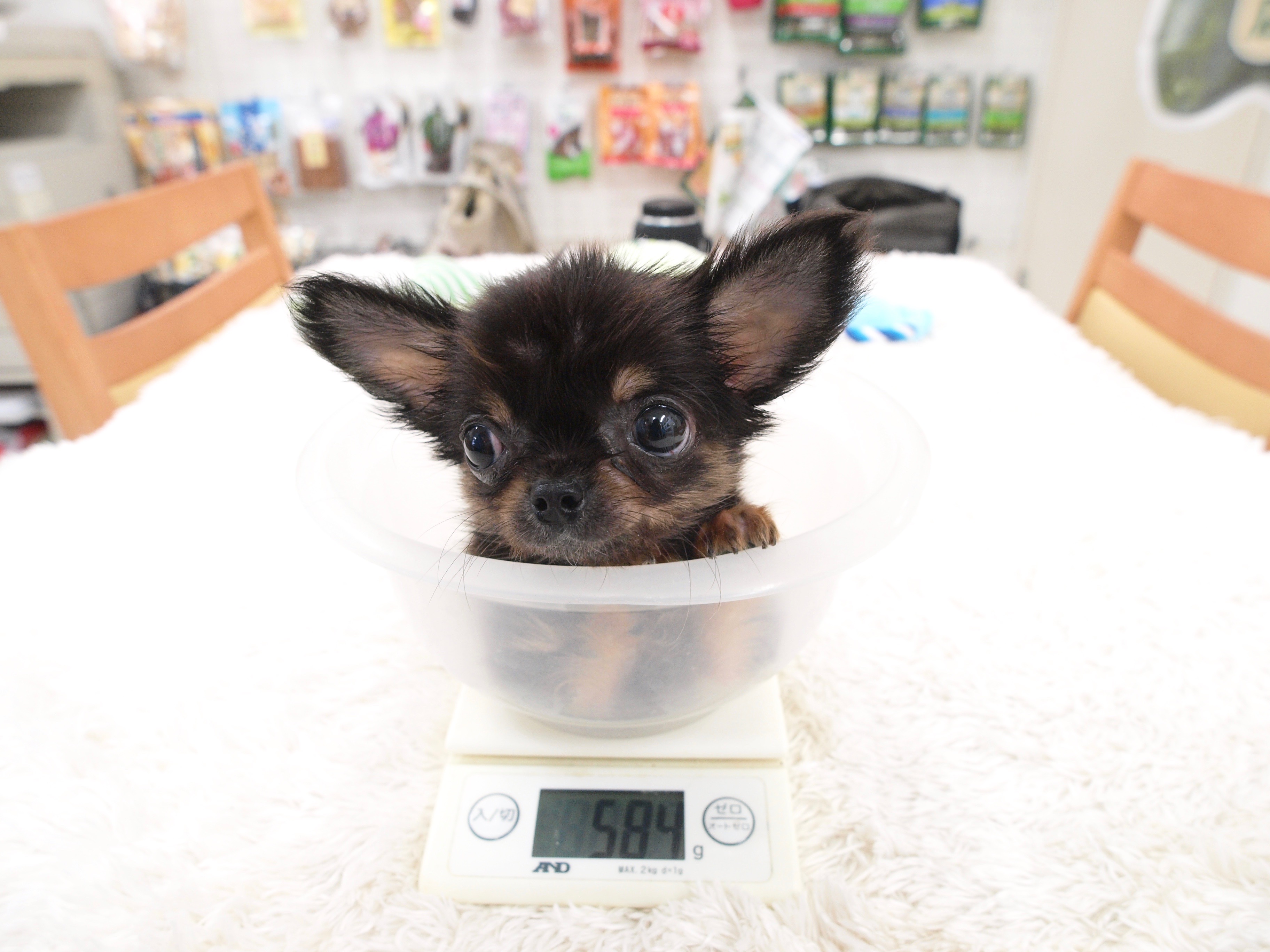 生後四ヶ月半経過で584g 極小チワワ - マルワン白楽店