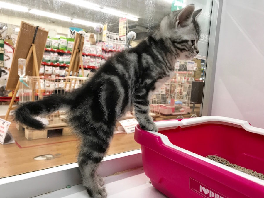 アメリカンショートヘア - マルワン相模大塚店