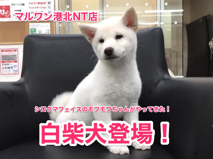 【白柴】シロクマフェイスのモフモフちゃんがやってきた！【港北NT店No. 311690】