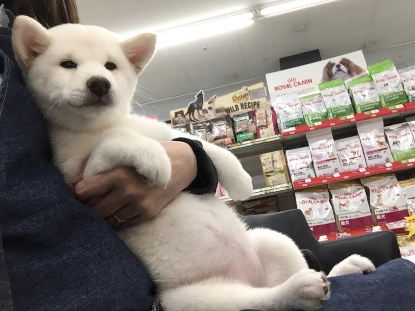 白柴 | 柴犬 | マルワン港北NT店