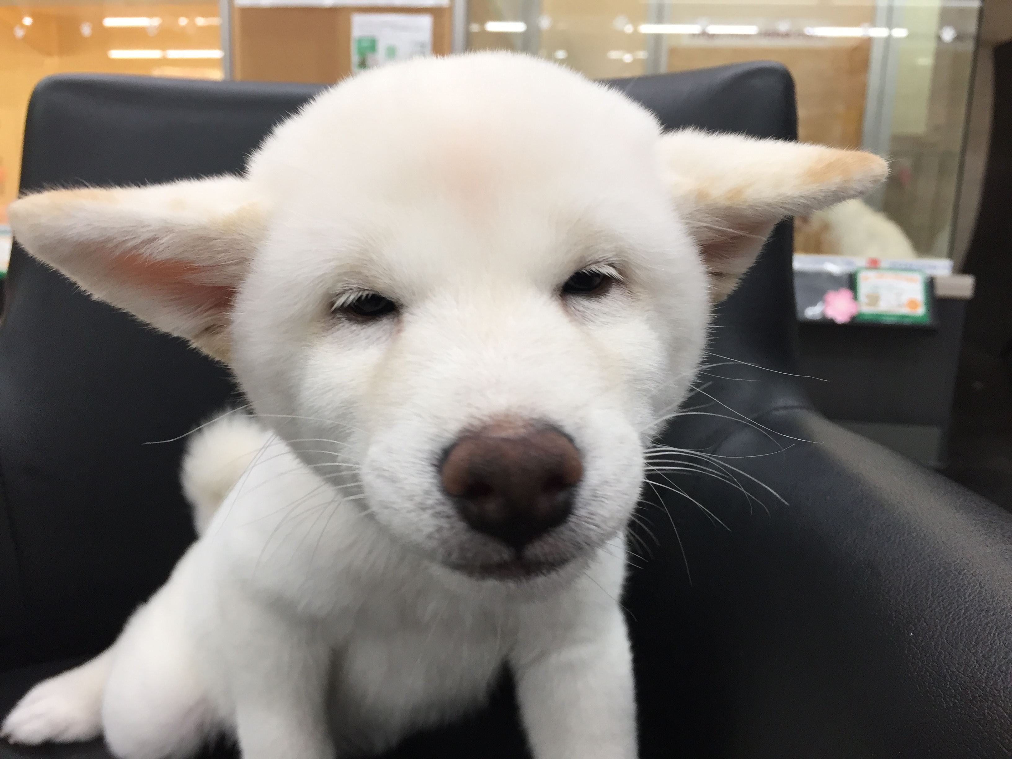 白柴 | 柴犬 | マルワン港北NT店