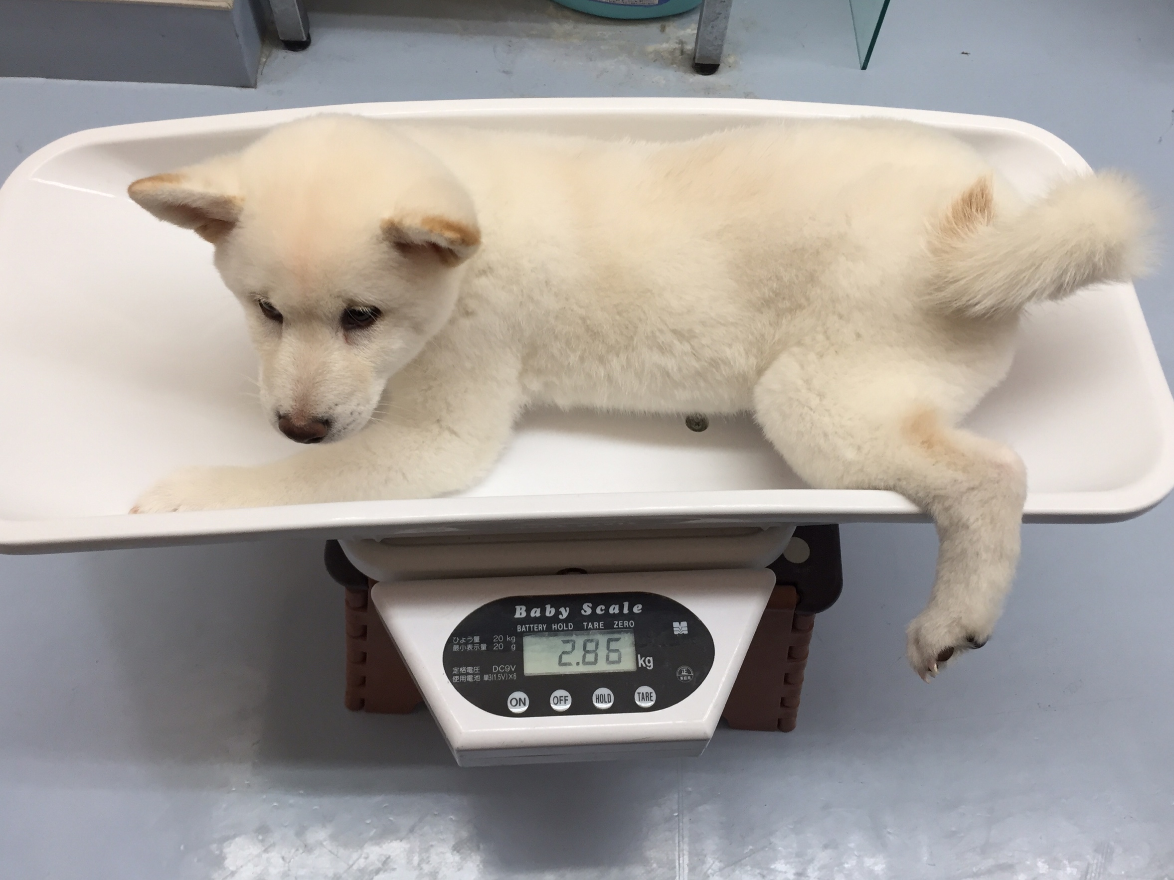 白柴 | 柴犬 | マルワン港北NT店