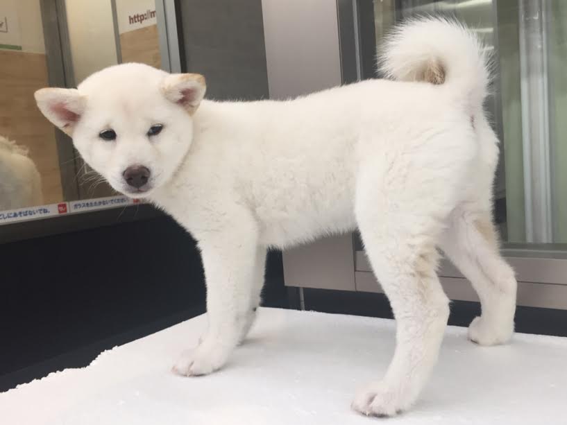 お留守番もバッチリ 白柴 | 柴犬 | マルワン港北NT店