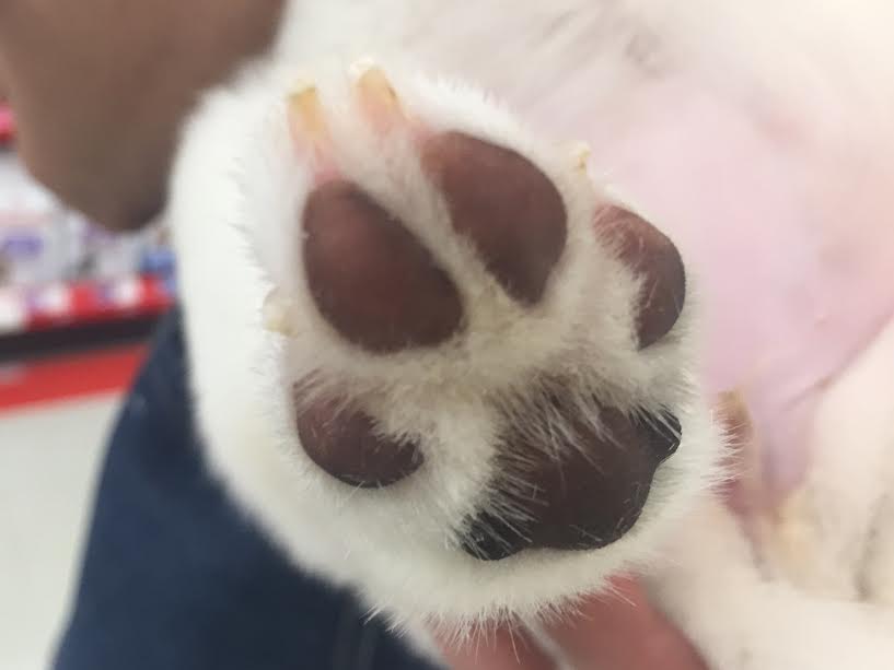 肉球はぷにぷに！ 白柴 | 柴犬 | マルワン港北NT店
