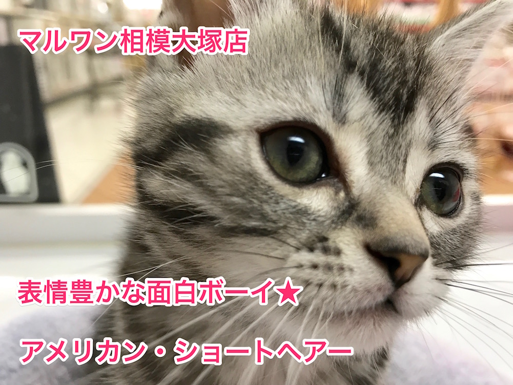 【アメリカンショートヘア】表情豊かな面白ボーイ★：相模大塚店オススメベイビーNo.814365