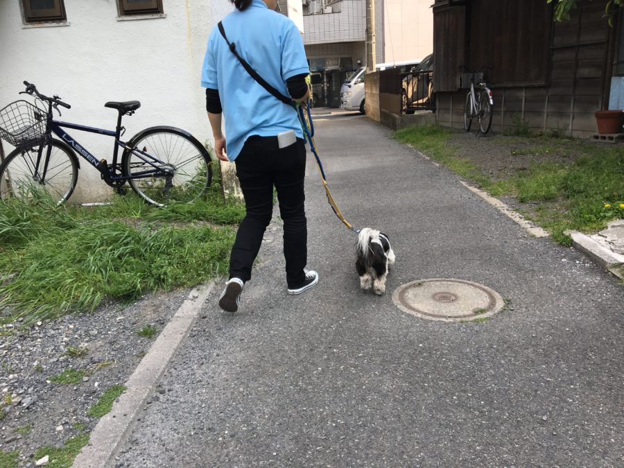 シーズーの「シーちゃん」 - 散歩の写真 - マルワン白楽店