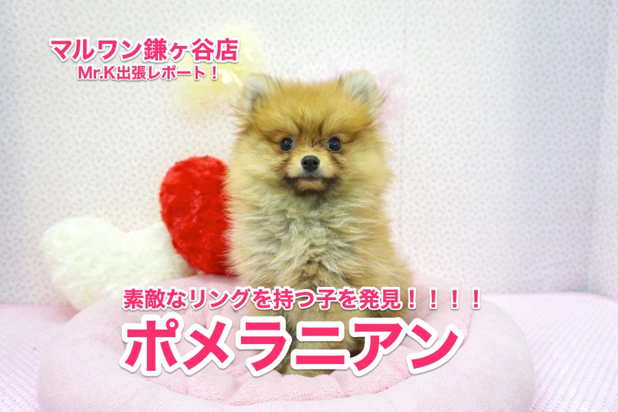 【ポメラニアン】Mr.K出張レポート！鎌ヶ谷店に素敵なポメラニアンを発見！：鎌ヶ谷店No.117095