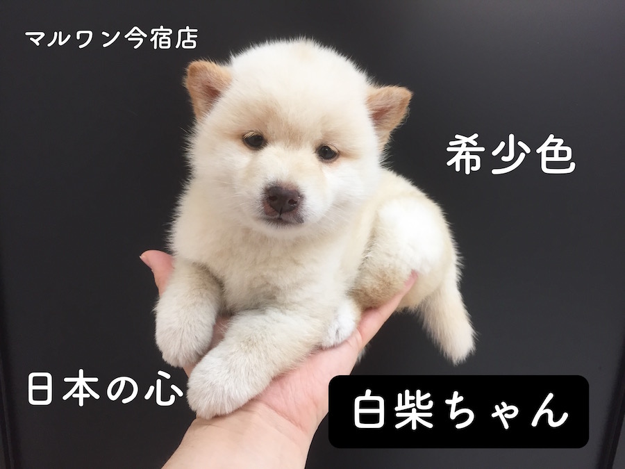 【柴犬】白柴ちゃん！表情豊かな愛されワンコはココにいる！【今宿店オススメベイビーNo.120052】