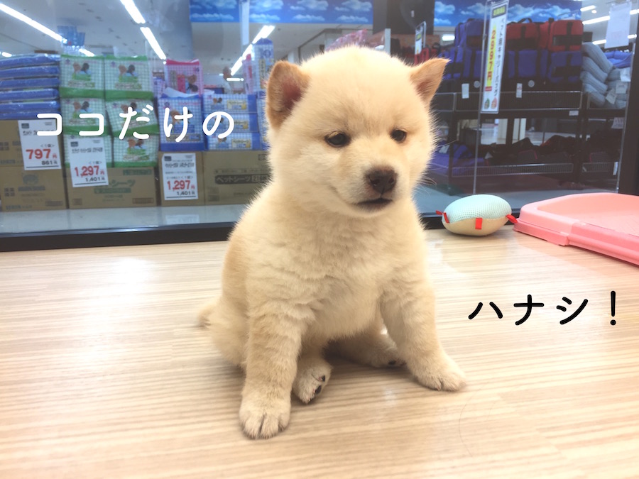 白柴 - マルワン今宿店
