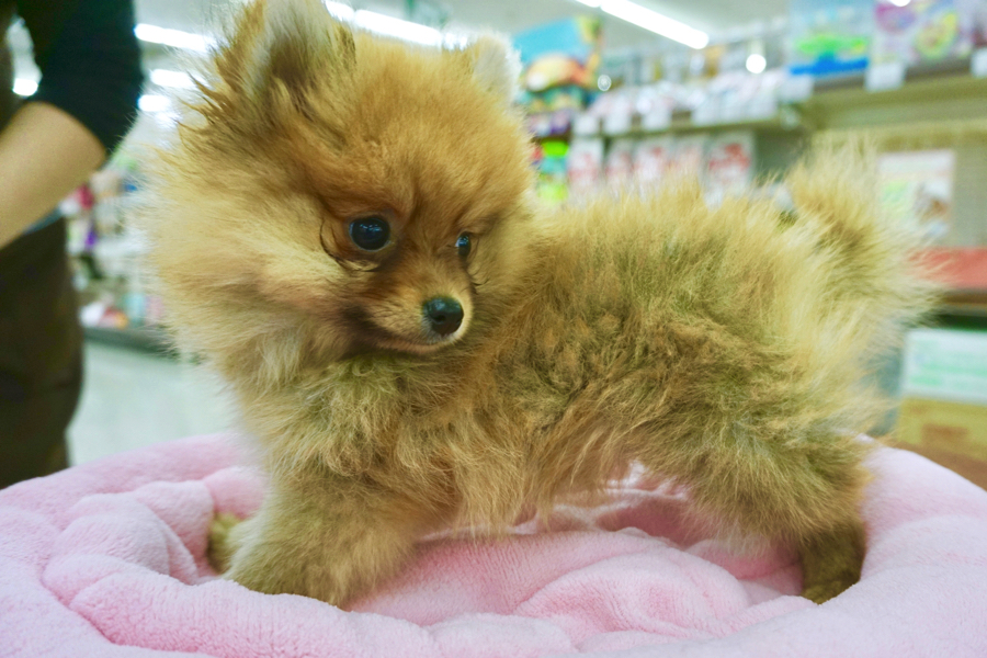 見事なショートボディー | ポメラニアン - マルワン鎌ヶ谷店