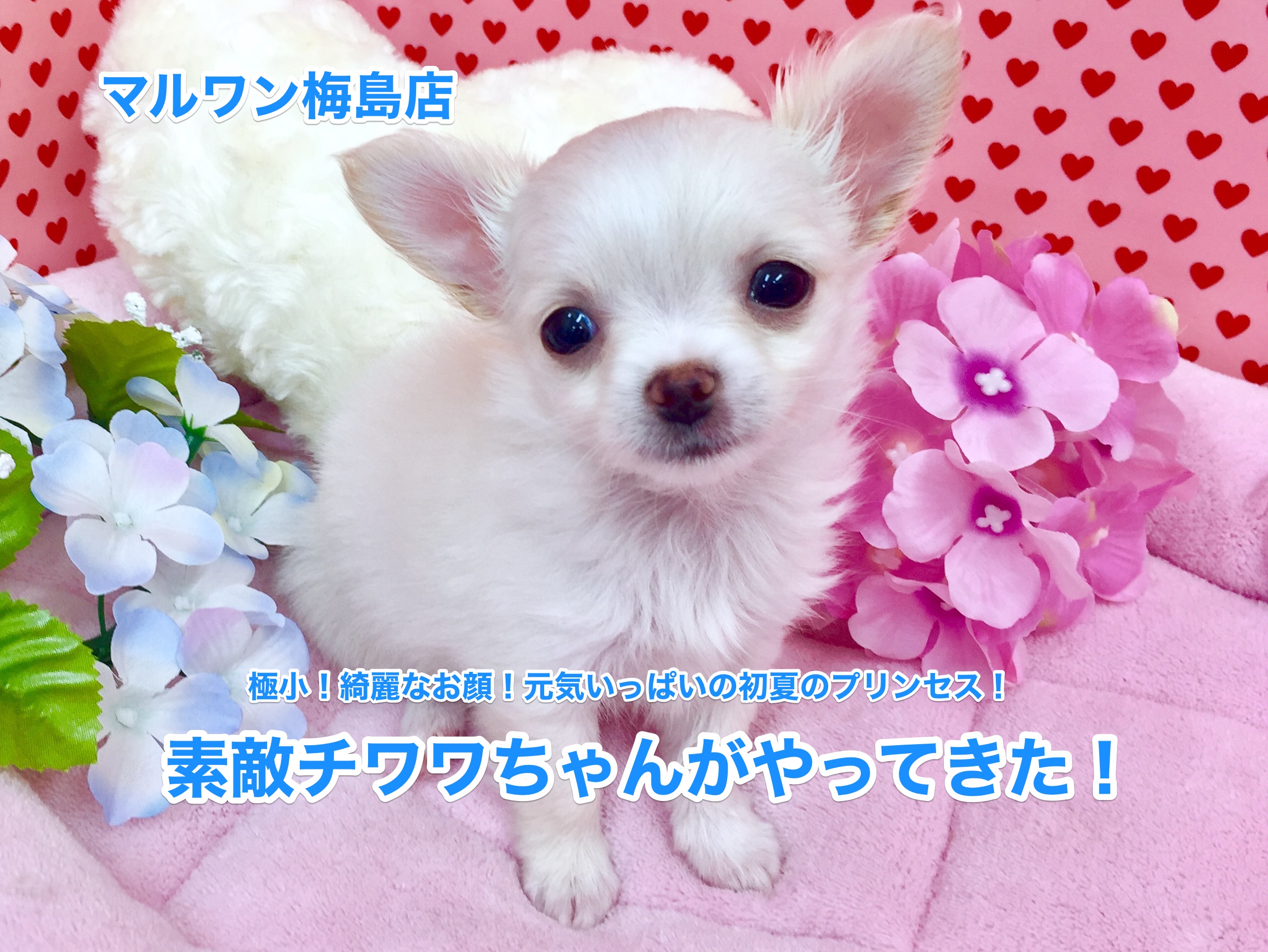 【白いチワワ】極小！綺麗なお顔！元気いっぱいの初夏のプリンセス！：梅島店オススメベイビーNo.119059