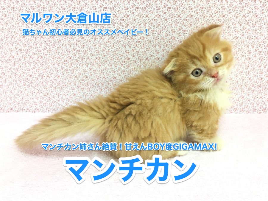 【マンチカン】マンチカン姉さん絶賛！甘えんBOY度GIGAMAX！猫ちゃん初心者必見です♥：大倉山店No.6130561