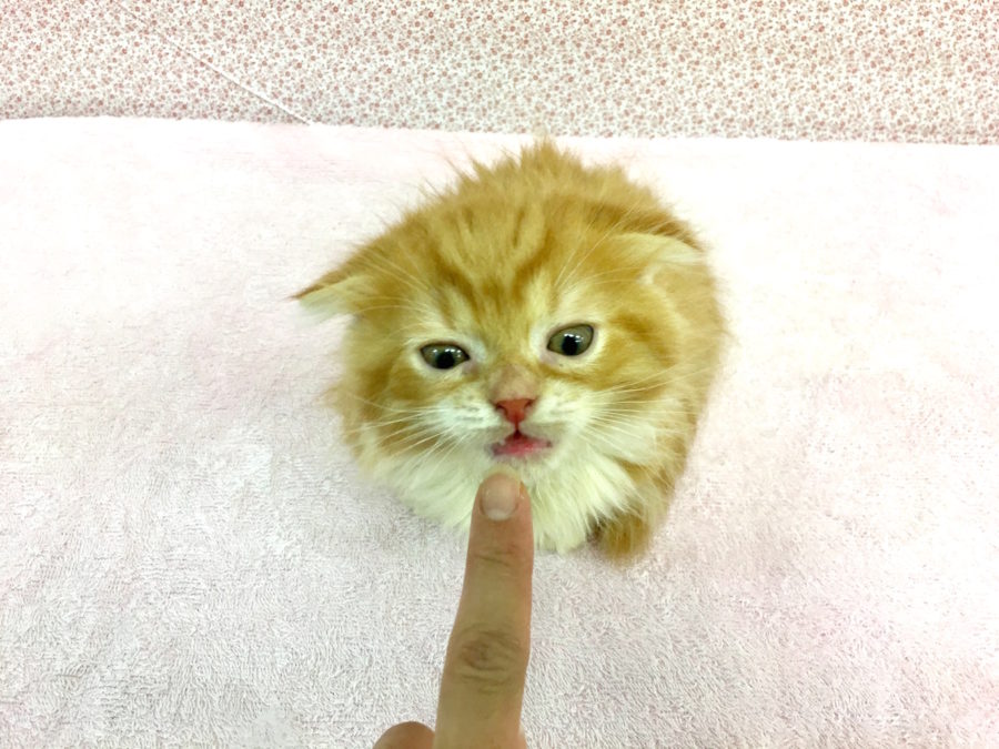 必死にクンクン… | マンチカン - マルワン大倉山店