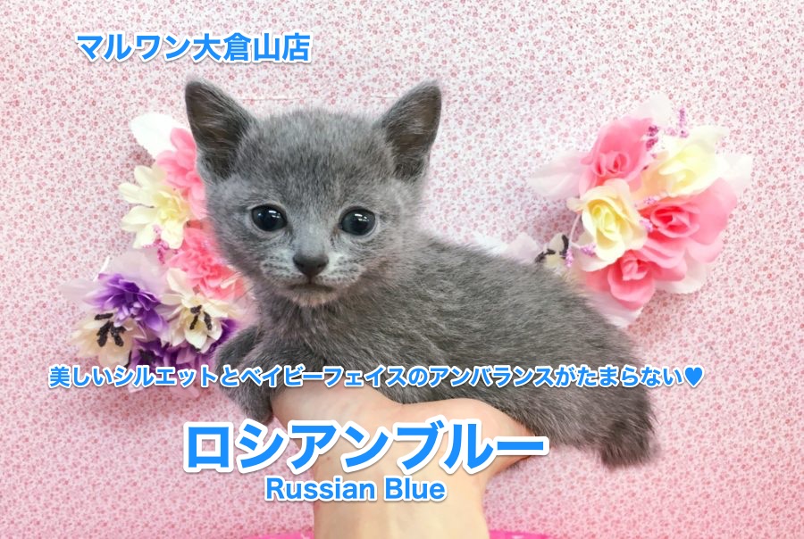 【ロシアンブルー】美しいシルエットとベイビーフェイスのアンバランスがたまらない♥青い貴公子ロシアンブルー：大倉山店No.6130553